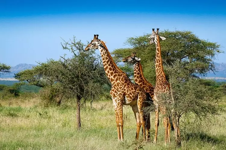 جاذبه های گردشگری آفریقا جنوبی